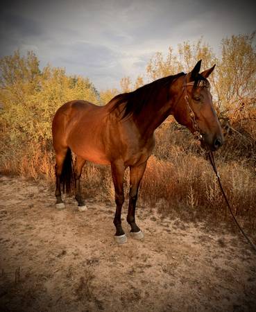 Big Fun Gelding 1