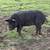 Endangered Mulefoot pigs 2 thumbnail