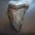 5" Megalodon Tooth 3 thumbnail