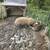 2 Boar pigs 2 thumbnail