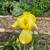 Perennials 7 thumbnail