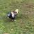 Olive Egger Roosters 1 thumbnail