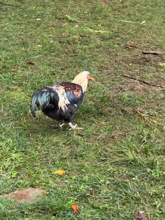 Olive Egger Roosters 1
