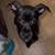 Puppy 1 thumbnail