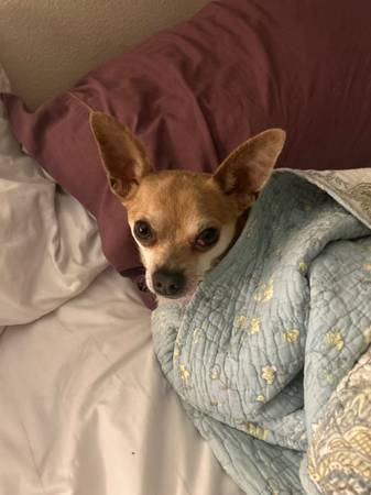 Chihuahua de 4 años63874561012611121