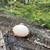Austra-White egg layer 3 thumbnail