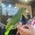 Red front Amazon parrot 3 thumbnail