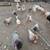 Toms and chicken 1 thumbnail