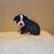 Boston terrier puppies 5 thumbnail