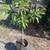 Grafted Fruit Trees 6 thumbnail