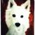 Pet Digital Portraits - Free service 2 thumbnail