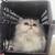 Persian cat for adoption 2 thumbnail