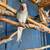 RINGNECKS 2 thumbnail
