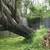 Tree Branch Trimmings & Tree Removals 4 thumbnail