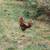 Birds 1 thumbnail