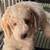 Goldendoodle Pups 17 thumbnail