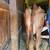 Perfect milker 3 thumbnail