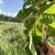 Chestnut Seedlings 2 thumbnail
