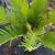 Sago Palm Trees Plants 1 thumbnail
