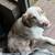 Rehoming AussieAmerican Shepherd Puppies 2 thumbnail