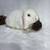 PEDIGREED HOLLAND LOP BUNNIES 12 thumbnail