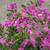 Bougainvillea 16 thumbnail