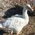 Sebastopol Goslings (Geese Babies) Male and Female 4 thumbnail