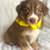 AKC Australian Shepherds 9 thumbnail