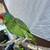 mexican Red Head amazon parrot 2 thumbnail