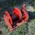 Vintage BB Bros. 5 Ton Hand Crank Cable Winch, All Steel 1 thumbnail