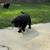 Black lab puppy 5 thumbnail