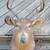 deer head 4 thumbnail
