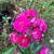 Native Plants, Flowering Perennials, Shrubs and Trees 1 thumbnail