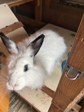 Fench Angora white rabbit (Finlayson)63906251793795120