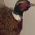 Taxidermy Ringneck Pheasant Mounts 3 thumbnail