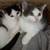 SUNDAY Sweet CATS &KITTENS for adoption OUTSIDE VENUE 1 thumbnail