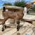 Moonspotted nubian bucklings. 3 thumbnail