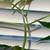 Fun ornamental plants for sale 6 thumbnail