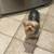 Missing  Male Yorkie 2 thumbnail