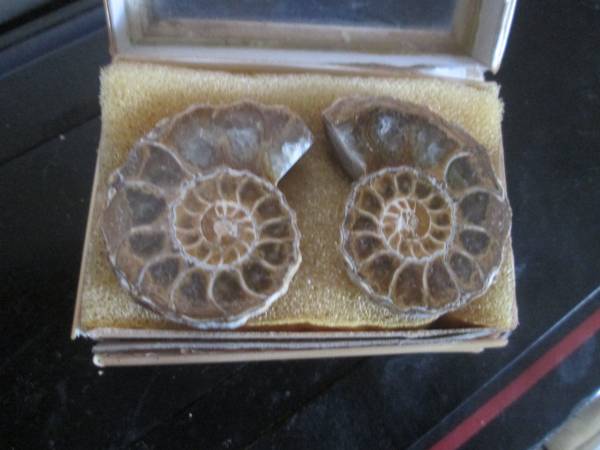 Ammonite Fossil Pair 1
