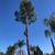Tree service / Tree Trimming / Tree Removals (All Bay Area) 3 thumbnail