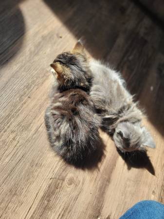 Kittens with mittens (Wakeman)63871911154563120