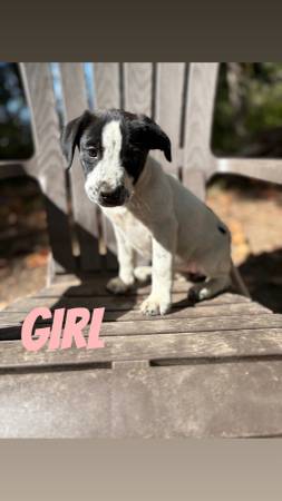 10 week old pitbull Dalmatian puppies (Auburn)63995733574274121