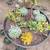 Succulents -very nice varieties & sizes -read description for pricing 15 thumbnail