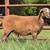 KHSI Registered Katahdin Ram Lambs 4 thumbnail