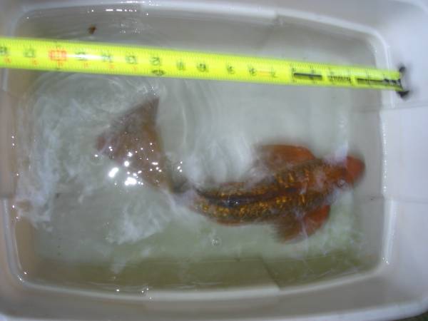 Imported Butterfly Koi GinRin Chagoi - $200 (Staten Island)63471365030913121
