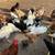 Turkeys abd Ducks 1 thumbnail