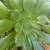 Succulents 3 thumbnail