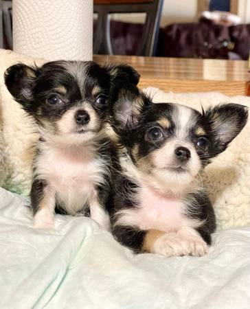 LONG HAIR CHIHUAHUAS (MISSION TEXAS 956)63149031665923121