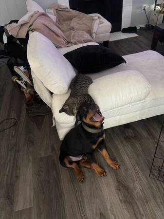 German Rottweiler Pup 1